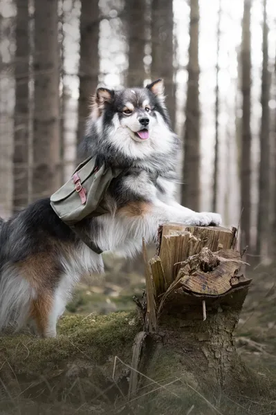 Perro dando un paseo por el bosque de manera cómoda con una mochila para perros.